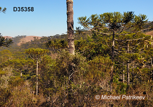 Campos do Jordao State Park, Sao Paulo, Brazil